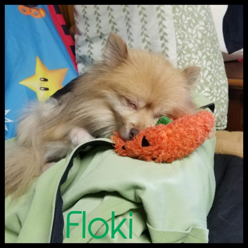 ♡ For the love of animals ♡